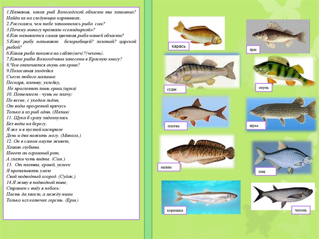 Какую роль играют рыбы в природе. Рыбы Вологодского края. Рыба на Волге названия.