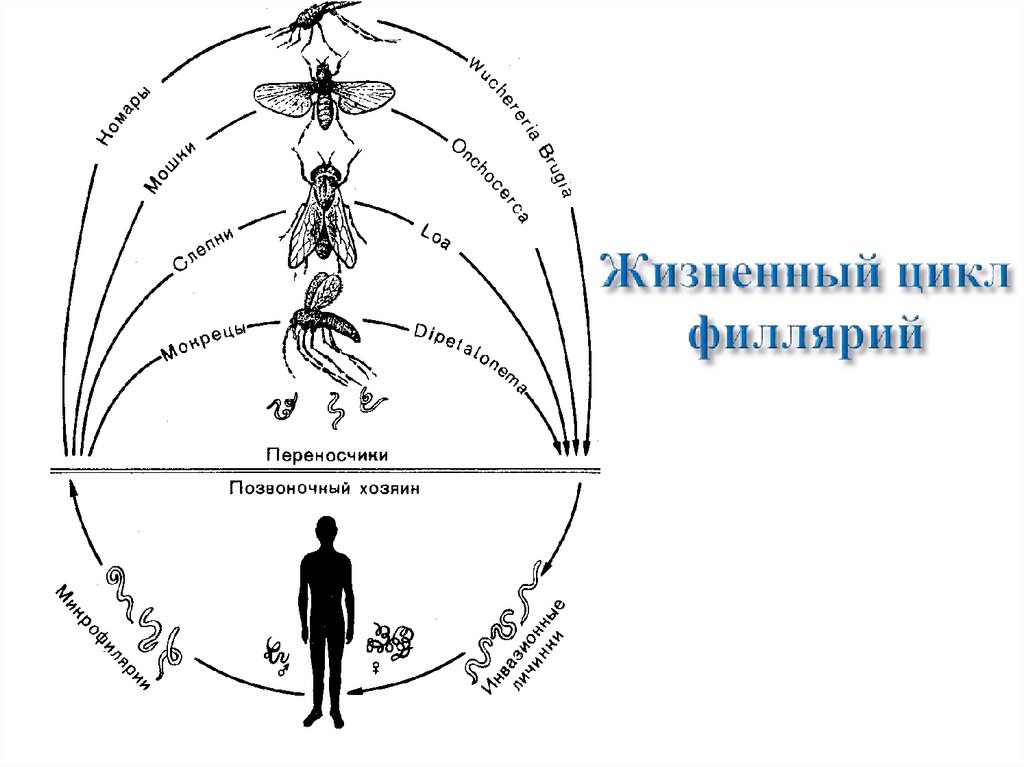 Жизненный цикл угрицы кишечной. Угрица кишечная жизненный цикл кратко. Острица детская жизненный цикл. Жизненный цикл трихинеллы спиральной.