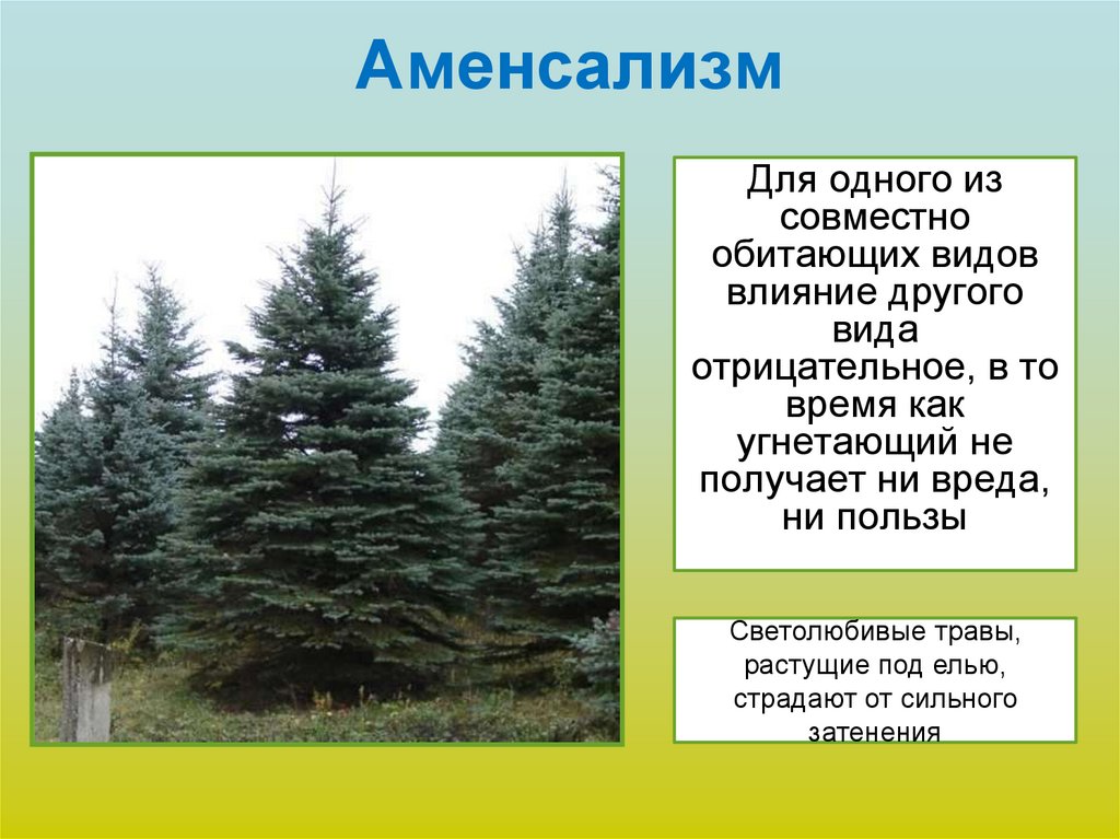 Комменсализм и аменсализм. Аменсализм антибиоз. Аменсализм Тип взаимоотношений. Примеры аменсализма. Аменсализм примеры.