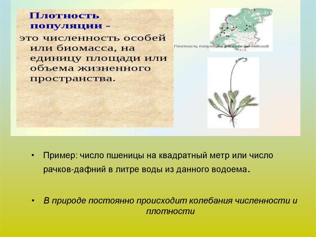 Термин популяция. В природе происходит постоянное. Корень термина популяция. (Понятие о популяции. В. Иоганзен. Определение понятия популяция численность и плотность популяции.