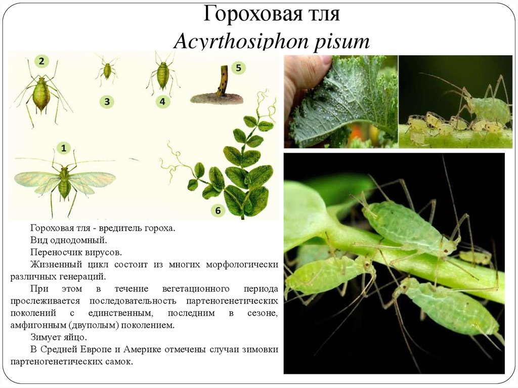 Какому отряду насекомых относится бахчевая тля