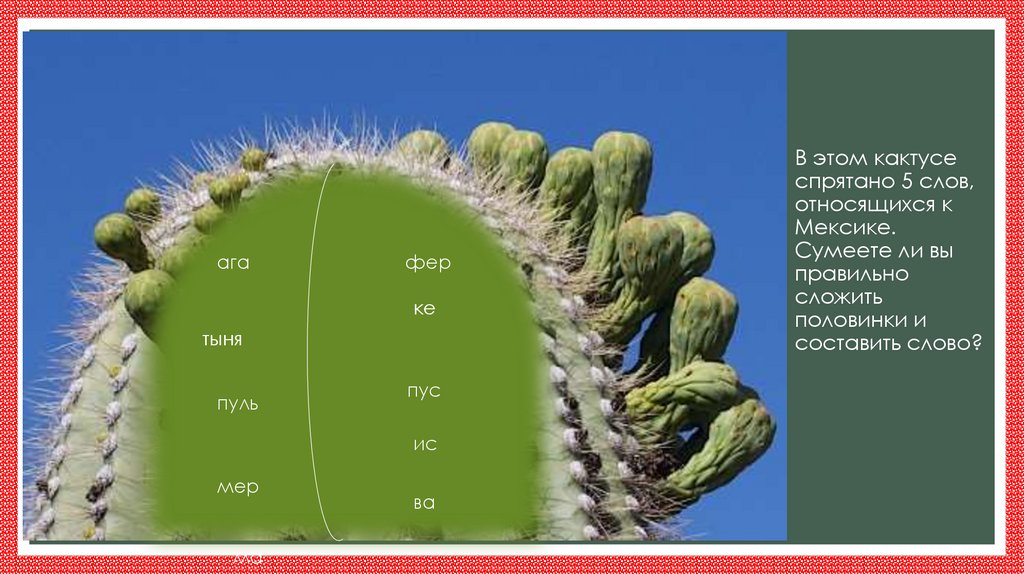 В этом кактусе спрятано 5 слов, относящихся к Мексике. Сумеете ли вы правильно сложить половинки и составить слово?