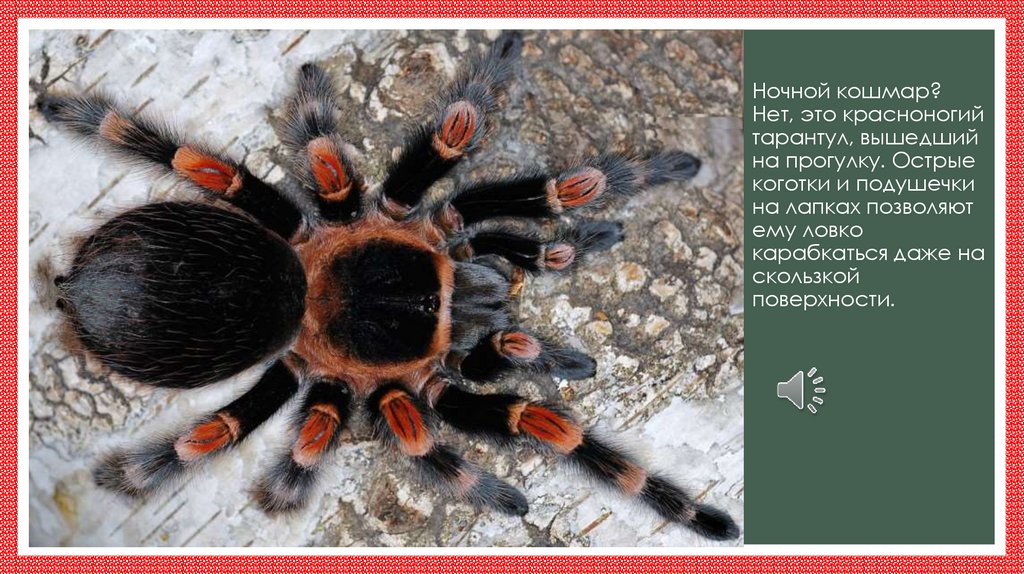 Ночной кошмар? Нет, это красноногий тарантул, вышедший на прогулку. Острые коготки и подушечки на лапках позволяют ему ловко