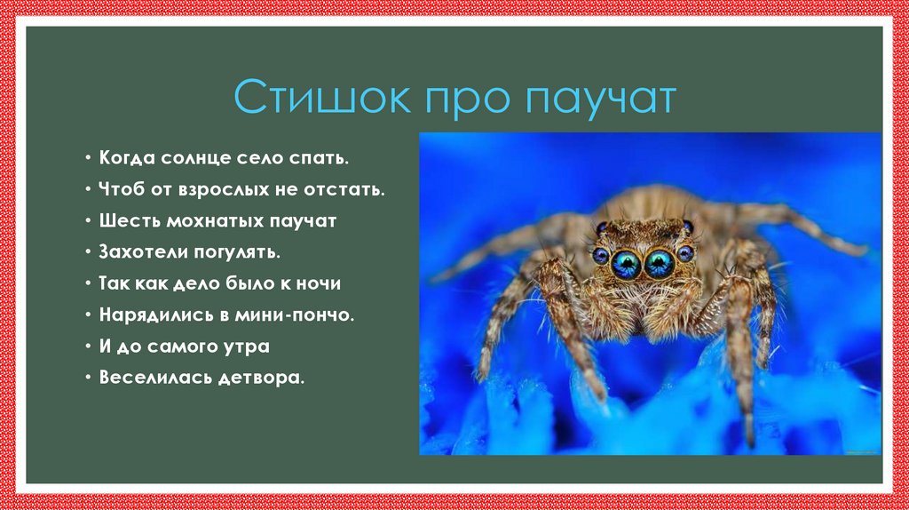 Стишок про паучат