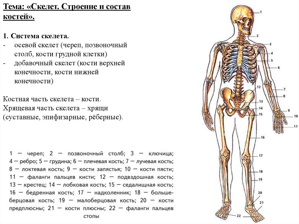 Скелет состоит из хрящевой ткани. Строение скелета. Общий план строения скелета человека. Скелет строение состав и соединение костей. Строение скелета презентация.