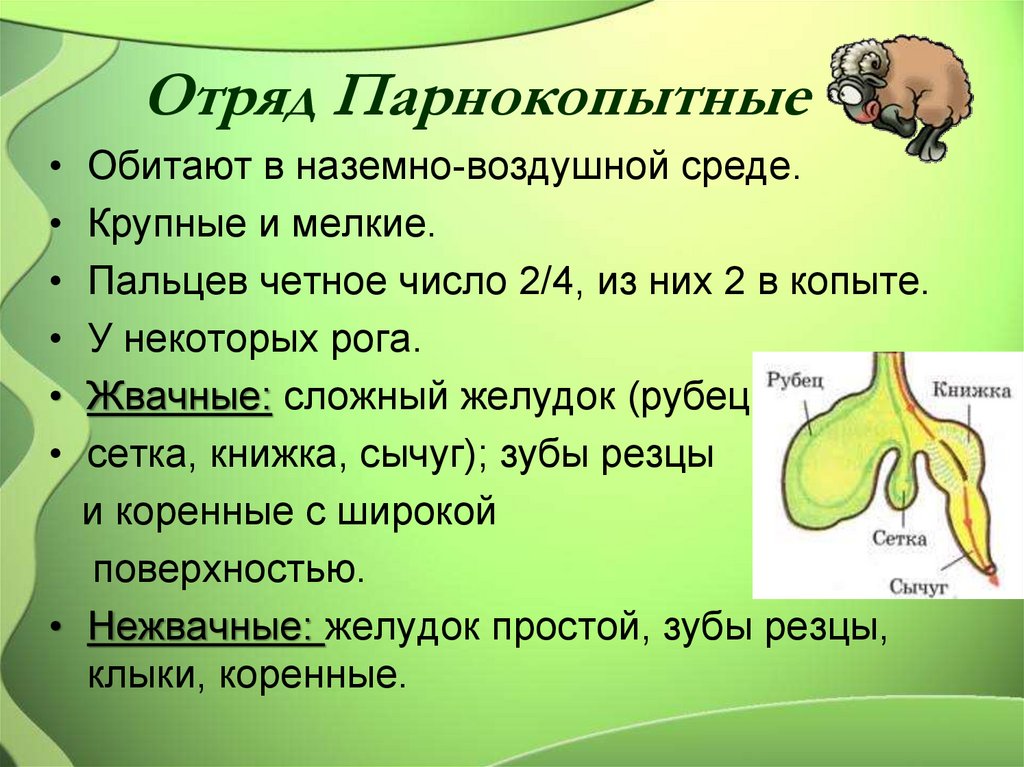 Парнокопытные животные презентация