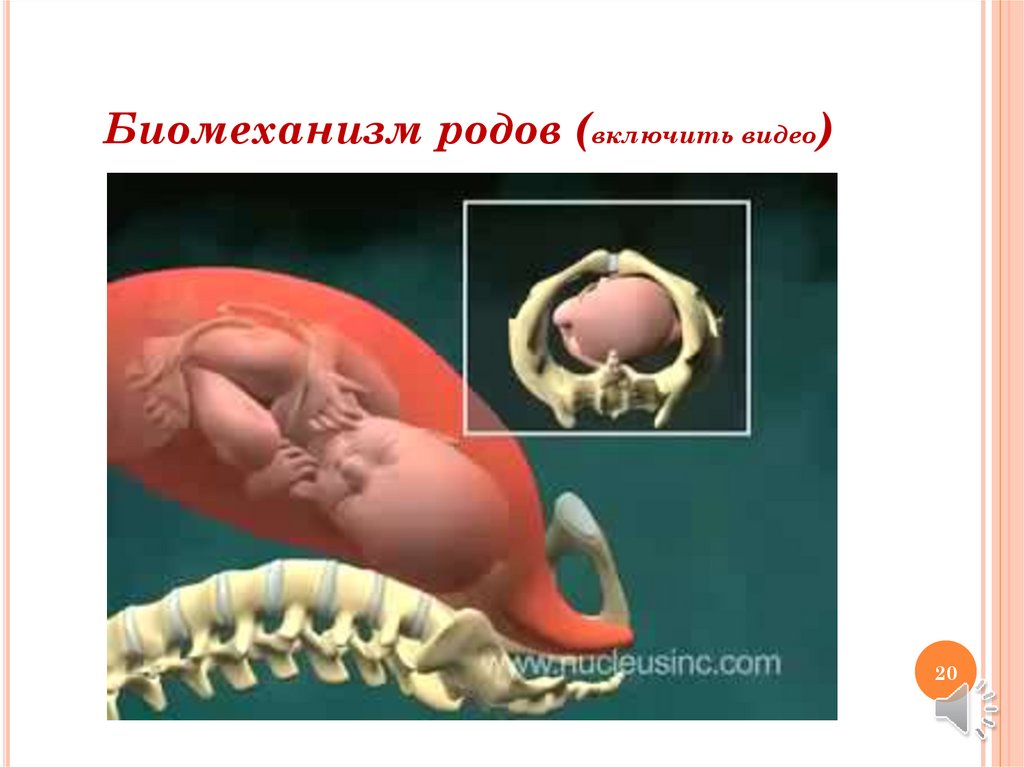 Периоды родов акушерство презентация