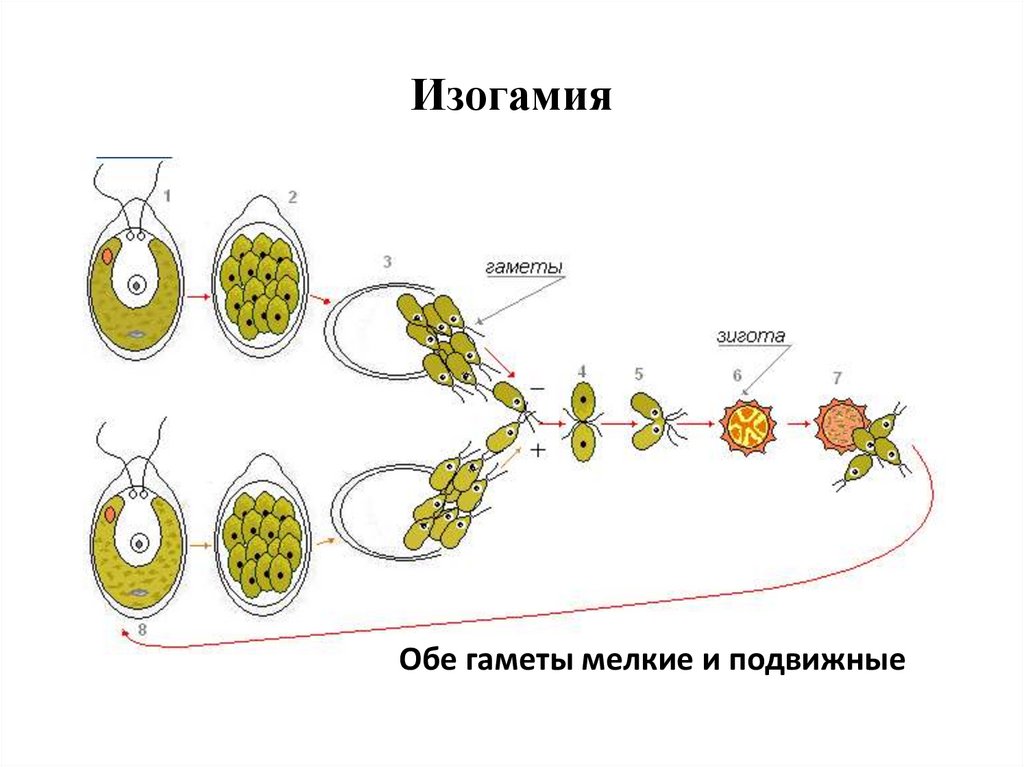 Зигота делится мейозом. Жизненный цикл развития хламидомонады. Размножение водорослей хламидомонада. Размножение споровых растений хламидомонада. Размножение хламидомонады рис 92.