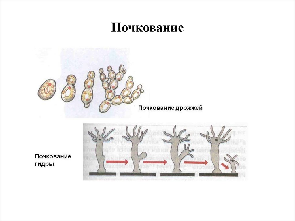 Размножение 2 способами людей. Вегетативное размножение почкование фрагментация. Метод размножения почкование. Размножение гидры почкование. Размножение почкованием у животных.