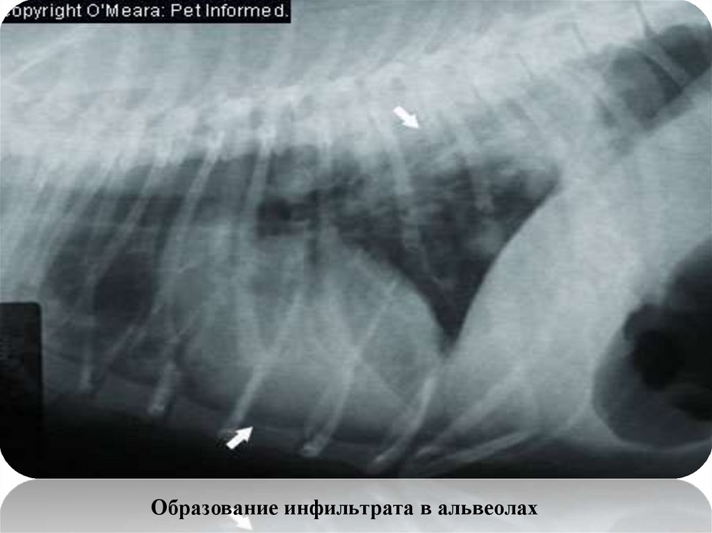 Пневмония у собак рентген. Бронхопневмония у собак рентген. Бронхопневмония рентген. Бронхопневмония у собак. Ателектаз у кошки рентген.