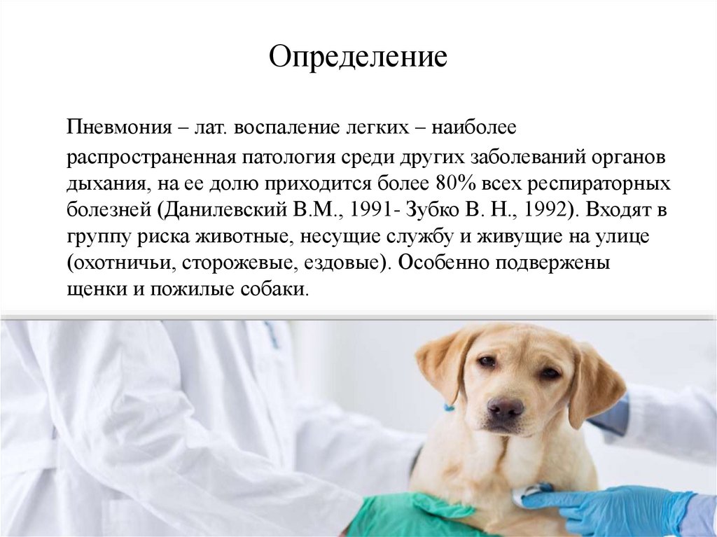 Собака лечение легких. Воспаление лёгких у собак. Признаки пневмонии у собаки. Воспаление лёгких у собак симптомы.