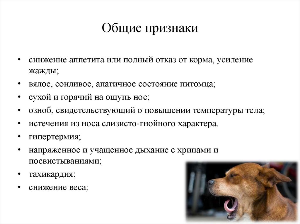 Признаки снижения. Сонливое состояние днем причины. Признаки хорошего самочувствия питомца. Пневмонии у собак презентация.