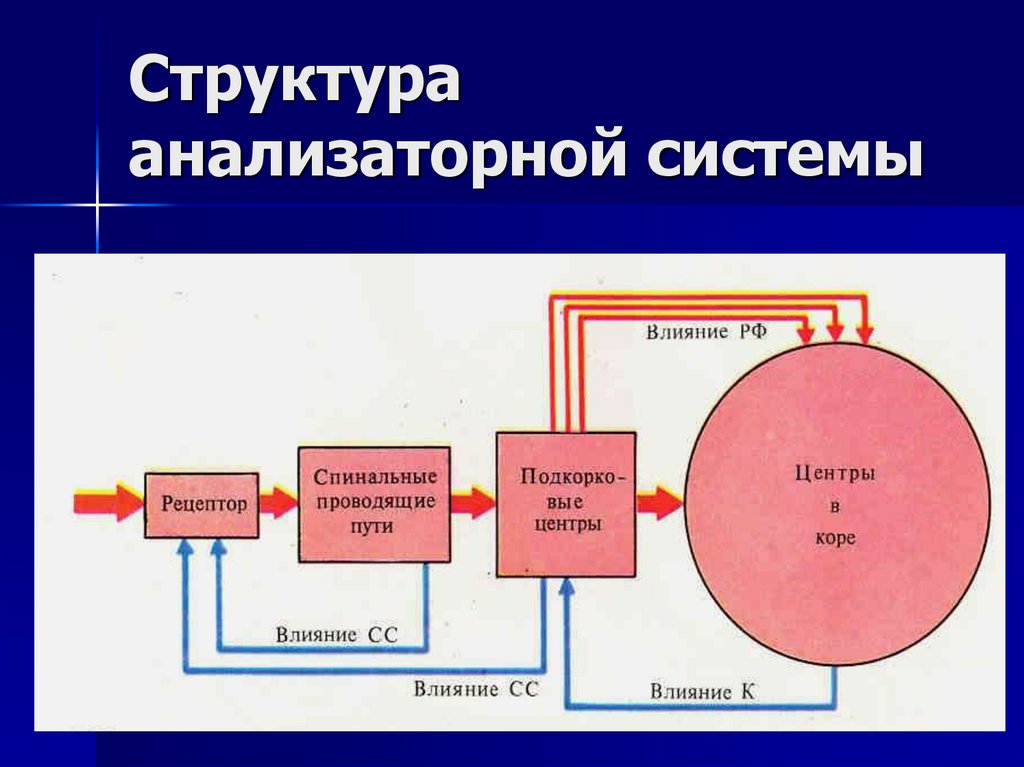 Физиология анализаторов