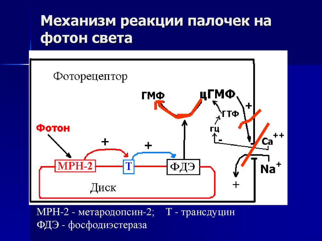 Механизм реакции