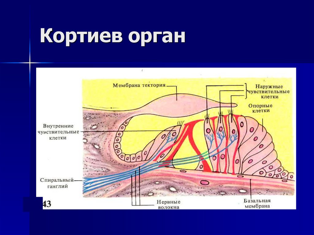 Кортиев орган где