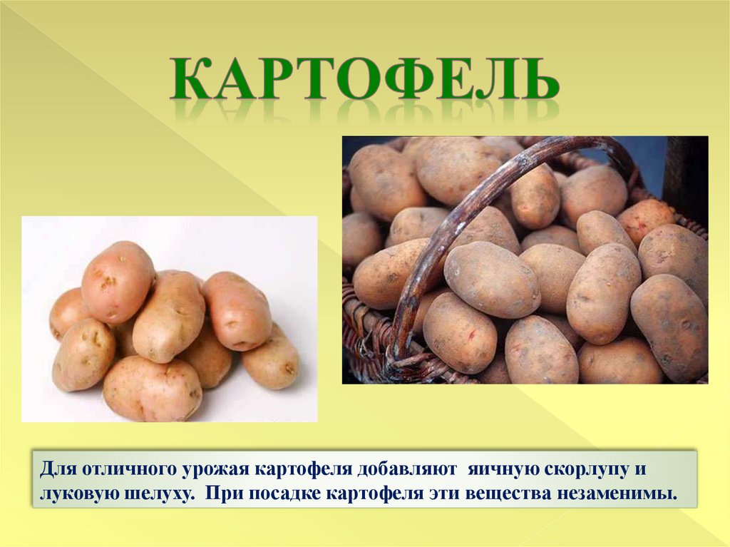 КАртофель