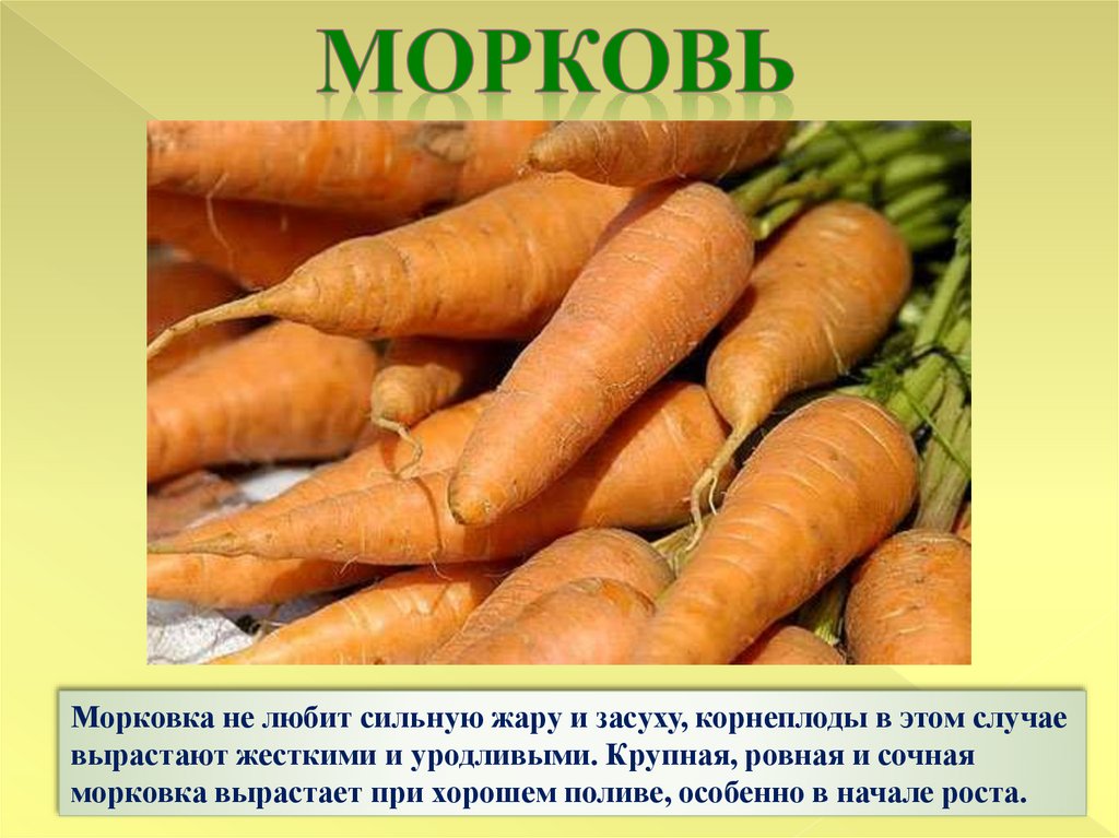 морковь