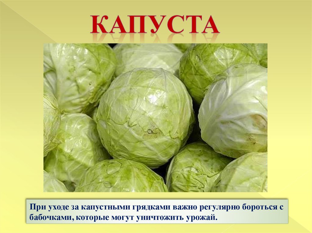 Капуста