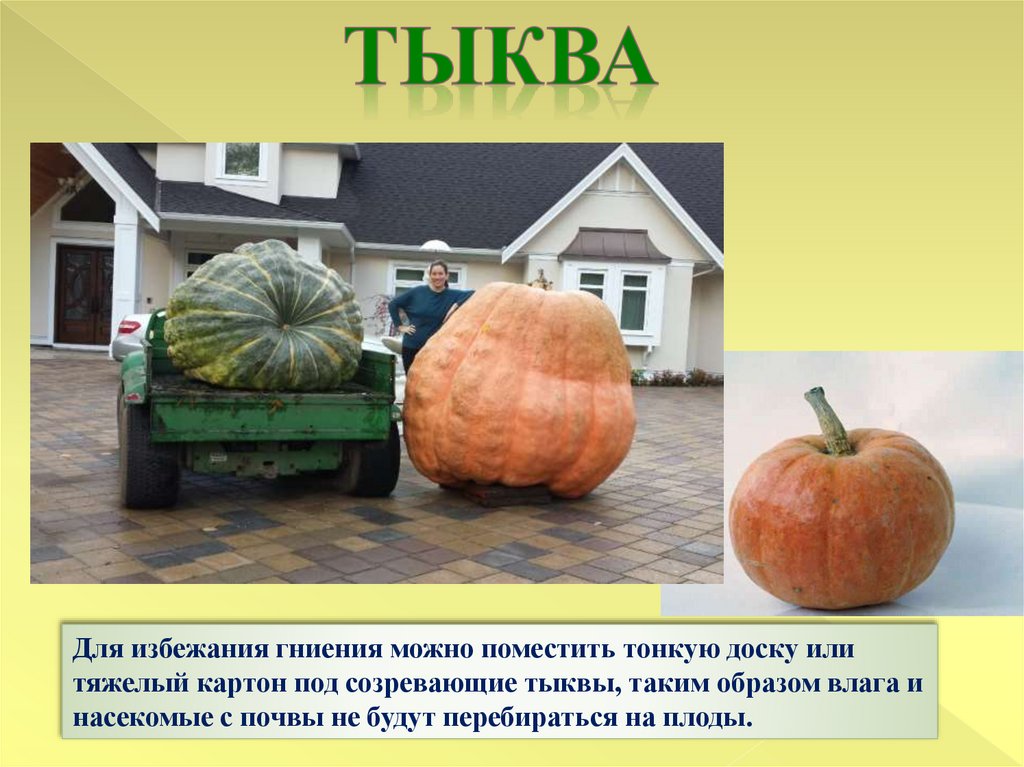 тыква