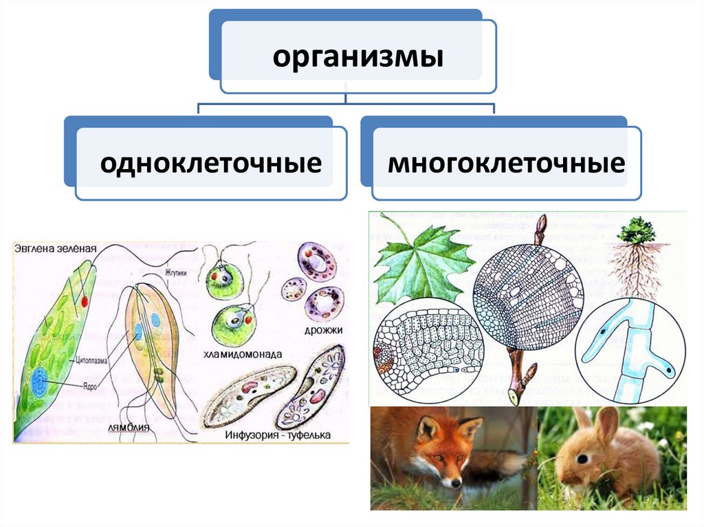 Уровни животной ткани