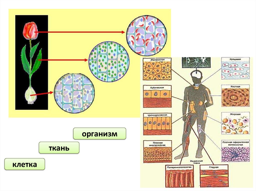 Темы человек живой организм. Ткани человека. Ткань в клетку. Клетки и ткани организма. Ткани животных.