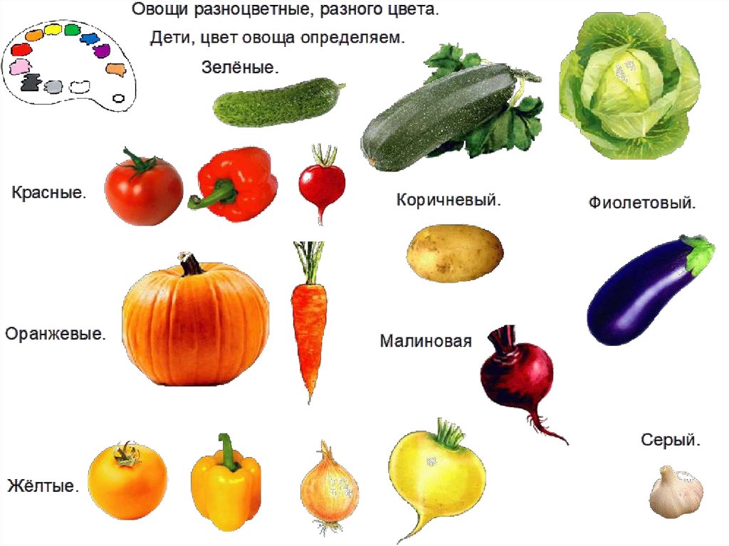 Овощи для детей. Презентация овощи для дошкольников. Двухлетние овощи.