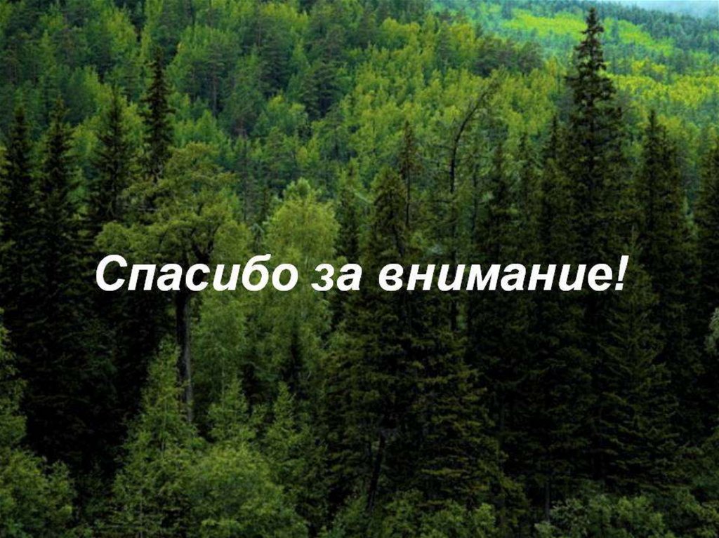 Лесу внимание. Спасибо за внимание лес. Спасибо за внимание природа. Спасибо за внимание на фоне леса. Спасибо за внимание в стиле природы.