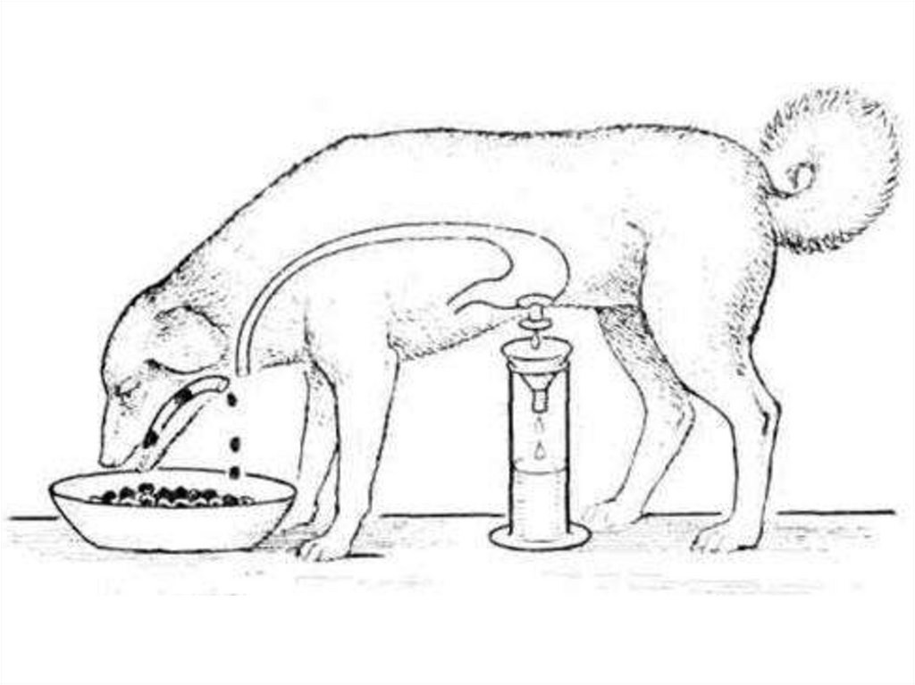 Мнимая схема. Эксперимент Павлова с собакой с фистулой желудка. Опыты Павлова по изучению пищеварения фистула желудка. Собака Павлова опыт с фистулой в желудке. Фистула Басова схема.