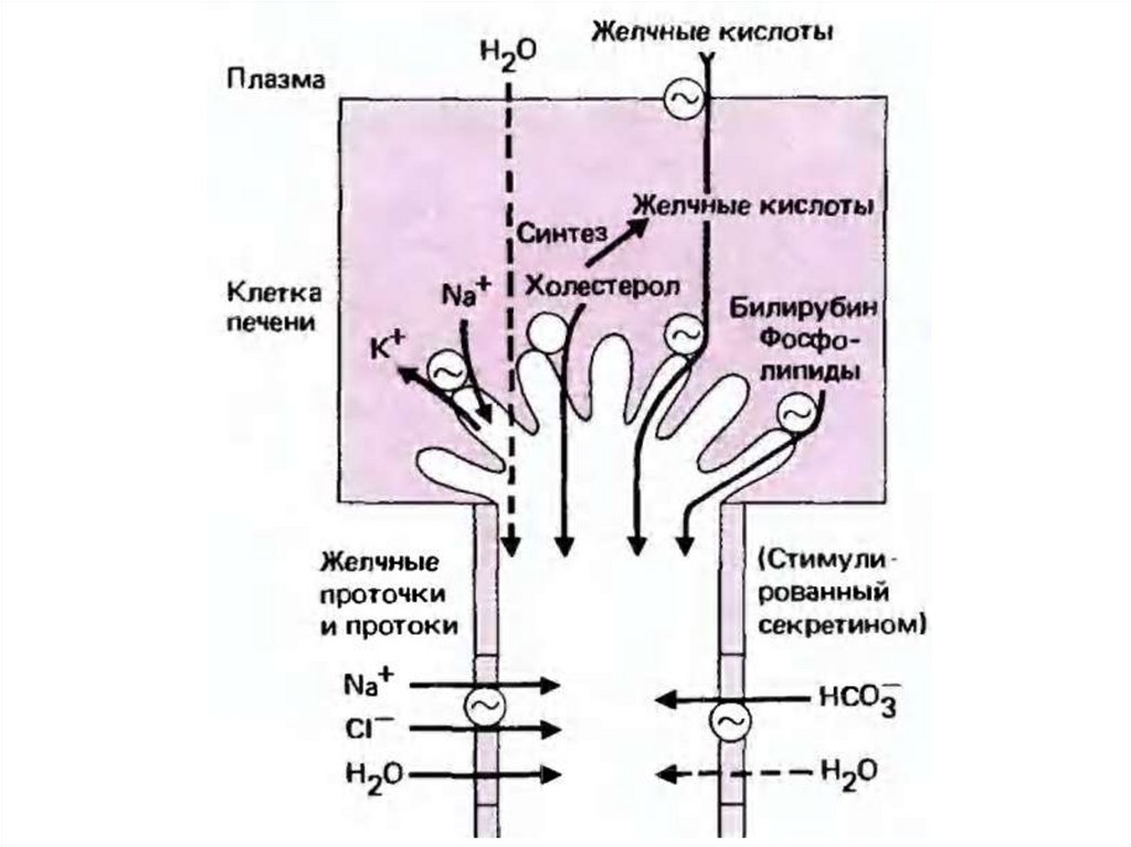 Механизм желчи. Механизм образования фракции желчи, независимый от желчных кислот. Схема механизма образования желчи. Механизм образования желчи в печени. Какие клетки участвуют в образовании желчи.