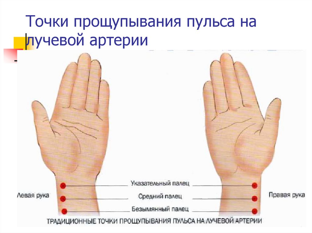 Можно ли по пульсу. Где находится пульс на руке у человека. Измерение пульса на лучевой артерии. Пульс на лучевой артерии. Прощупывание пульса на лучевой артерии.