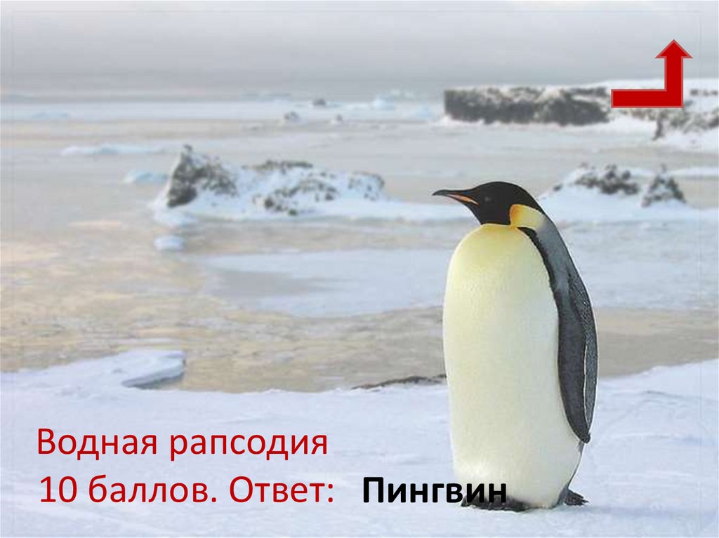 Водная рапсодия 10 баллов. Ответ: