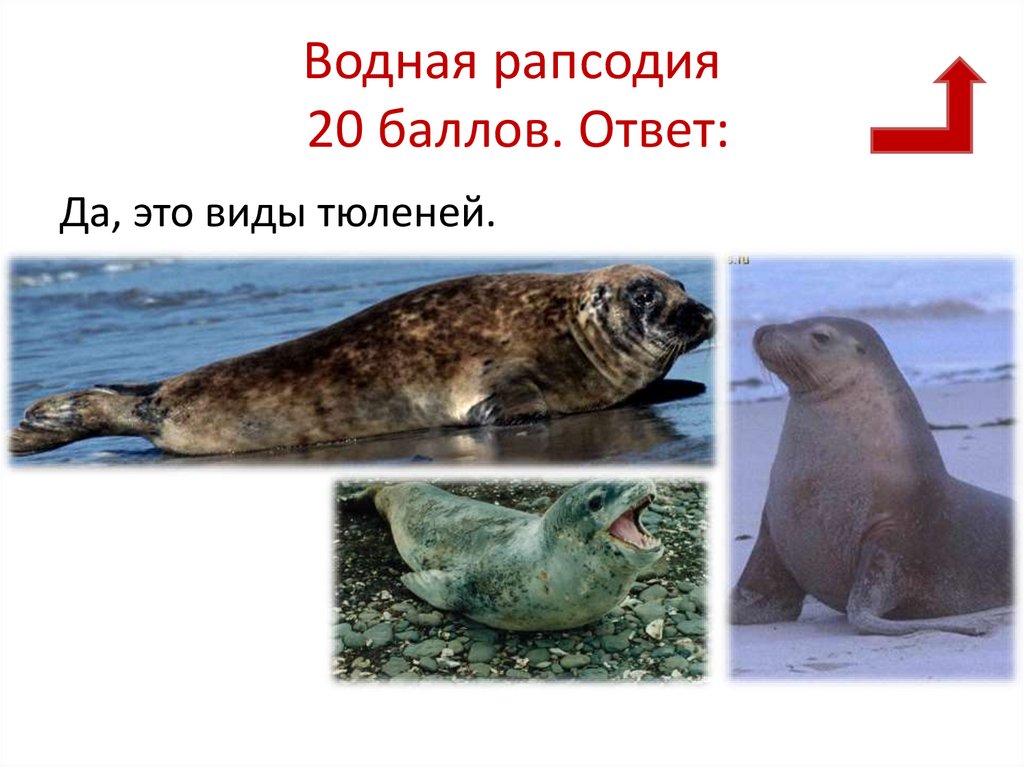 Водная рапсодия 20 баллов. Ответ:
