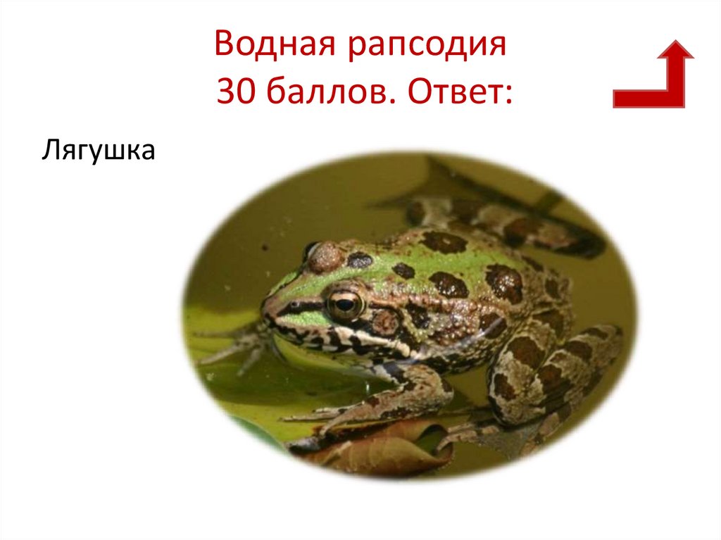 Водная рапсодия 30 баллов. Ответ: