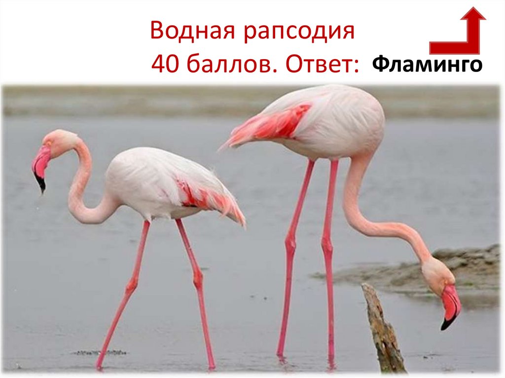 Водная рапсодия 40 баллов. Ответ: