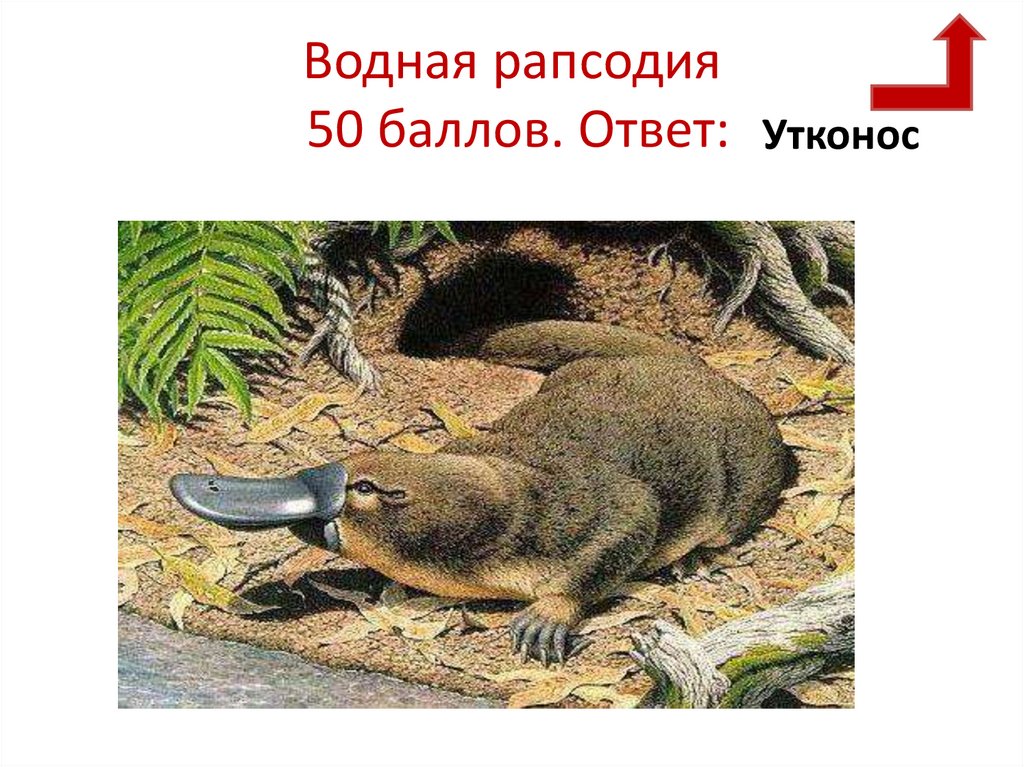 Водная рапсодия 50 баллов. Ответ: