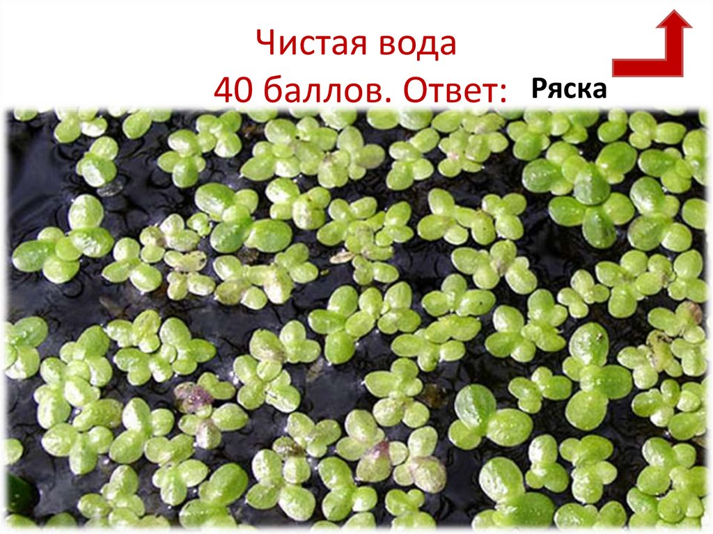 Чистая вода 40 баллов. Ответ: