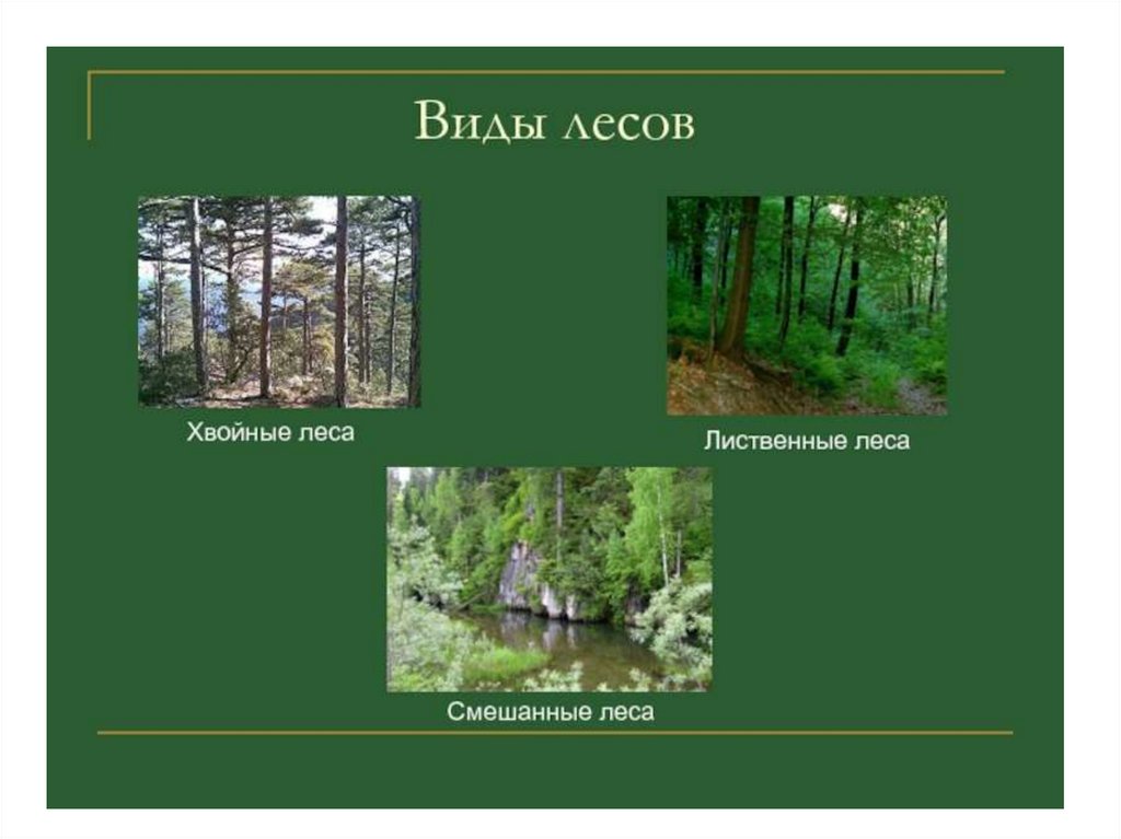 Каким называют лес. Типы лесов. Какие виды леса бывают. Лейс виды. Типы лесов в России.
