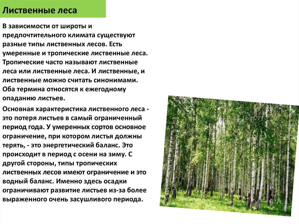 Описание широколиственных лесов по плану