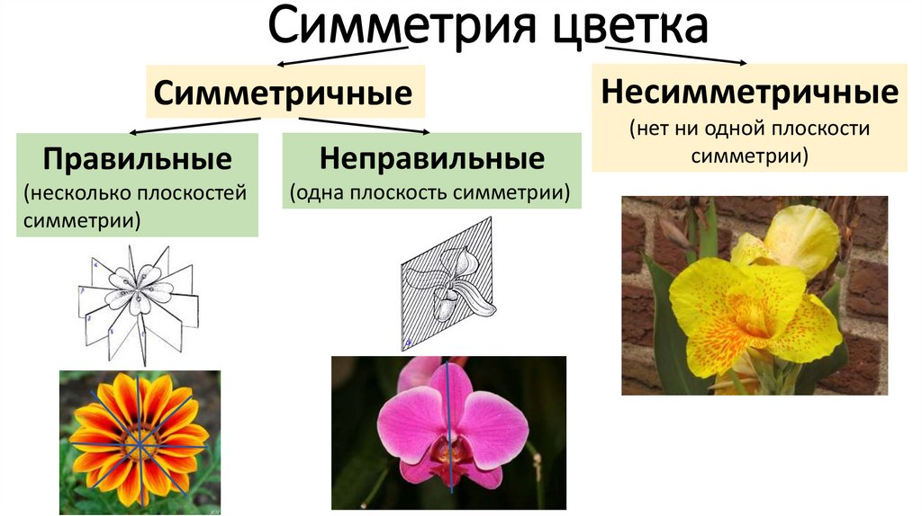 Почему цветок неправильный. Актиноморфный околоцветник. Цветки по симметрии актиноморфные. Актиноморфные и зигоморфные. Цветок актиноморфный зигоморфный асимметричный.