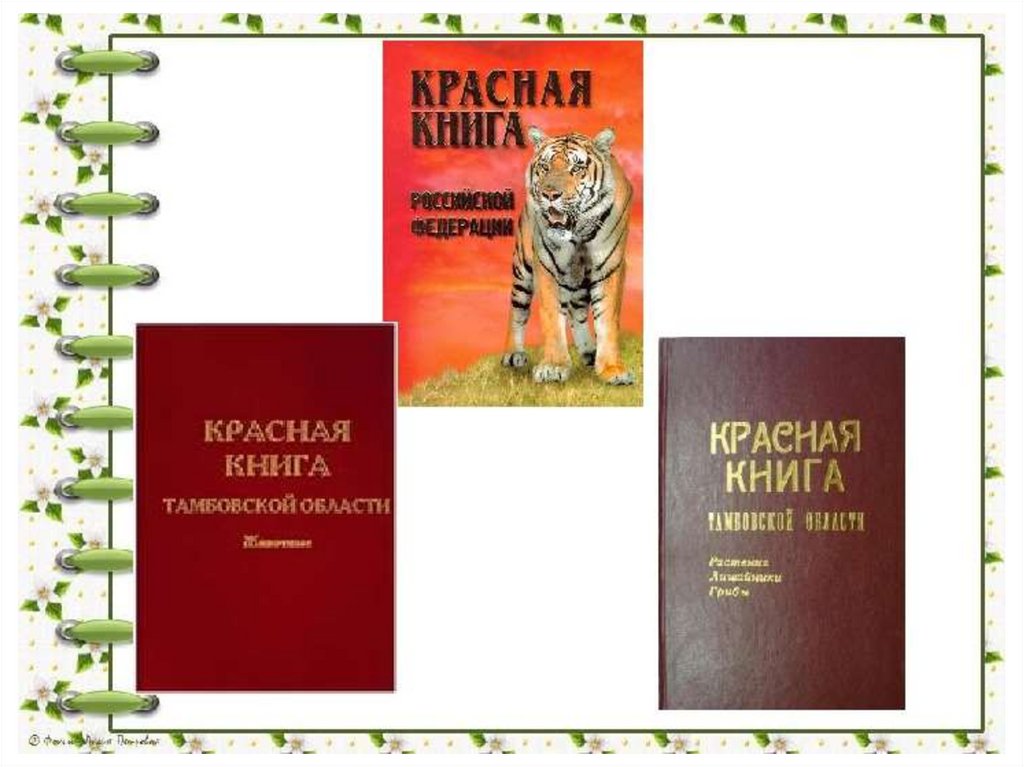 Животные красной книги тамбовской области фото и описание