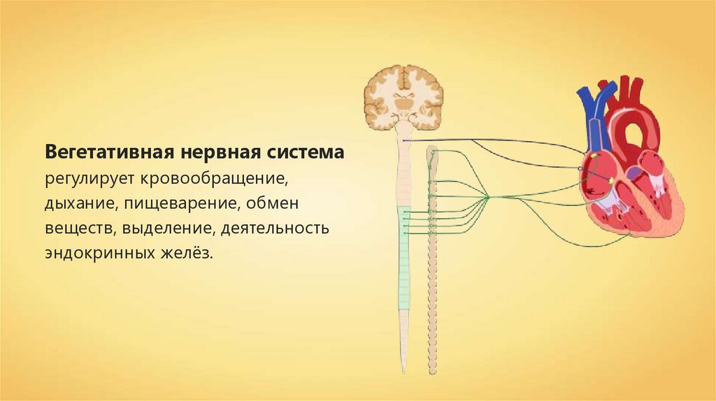 Регулировать кровообращения. Нервная система. Вегетативная нервная система презентация. Периферическая нервная система и вегетативная нервная система. Соматический и автономный (вегетативный) отделы нервной системы.