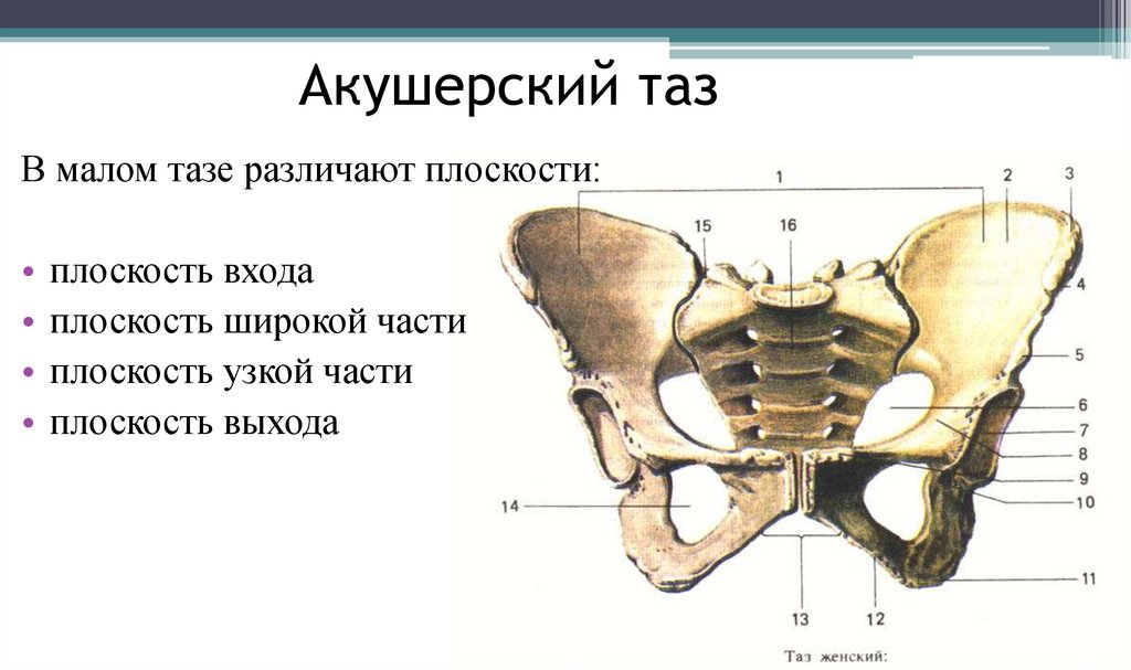 Таз с акушерской точки зрения