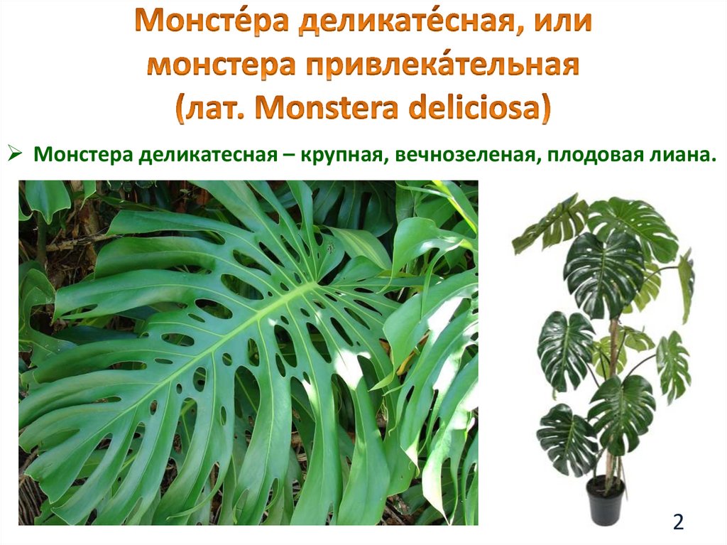 Растения тропического центра