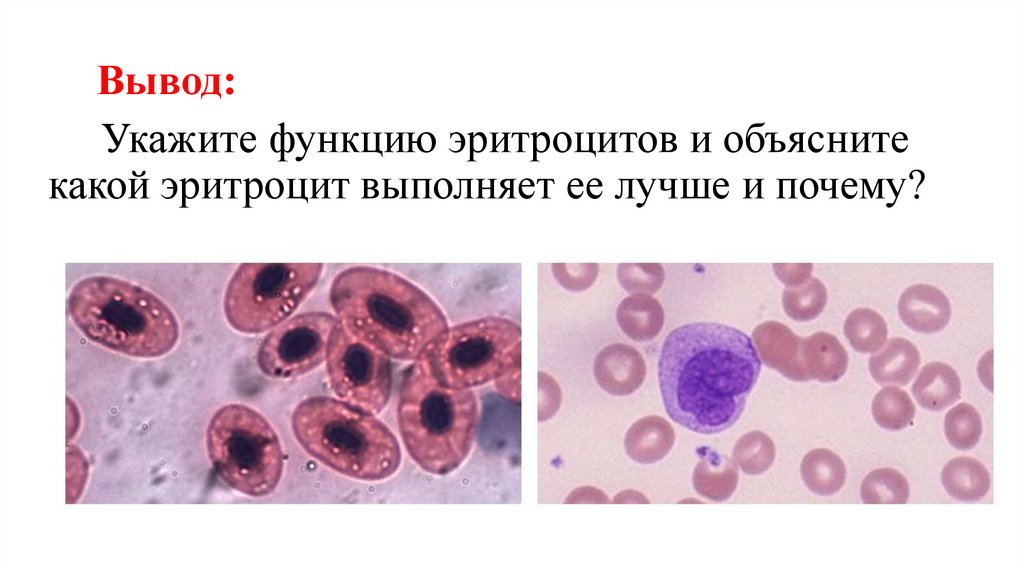 Площадь поверхности эритроцитов лягушки. Площадь поверхности эритроцитов лягушки