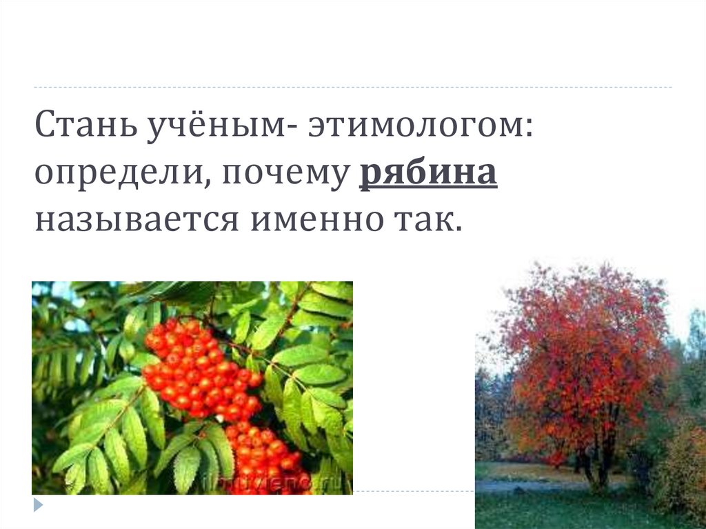 Почему именно так названа. Почему рябину так назвали. Почему рябина так называется. Почему называется рябинами. Почему рябину назвали рябиной.