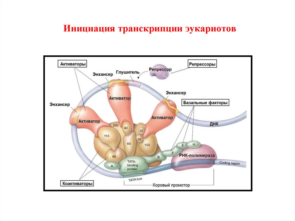 Рнк полимераза вирусов