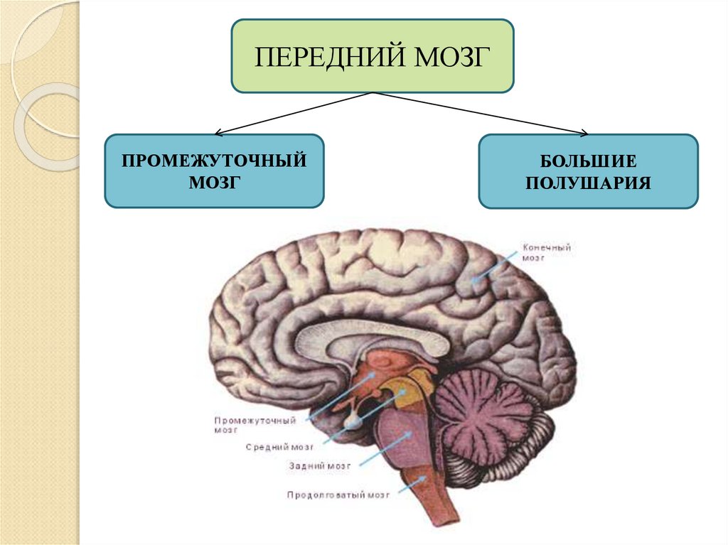 Задний отдел головного мозга состоит. Промежуточный мозг. Промежуточный мозг картинки для презентации. Большой мозг состоит из. Значение нервной системы.