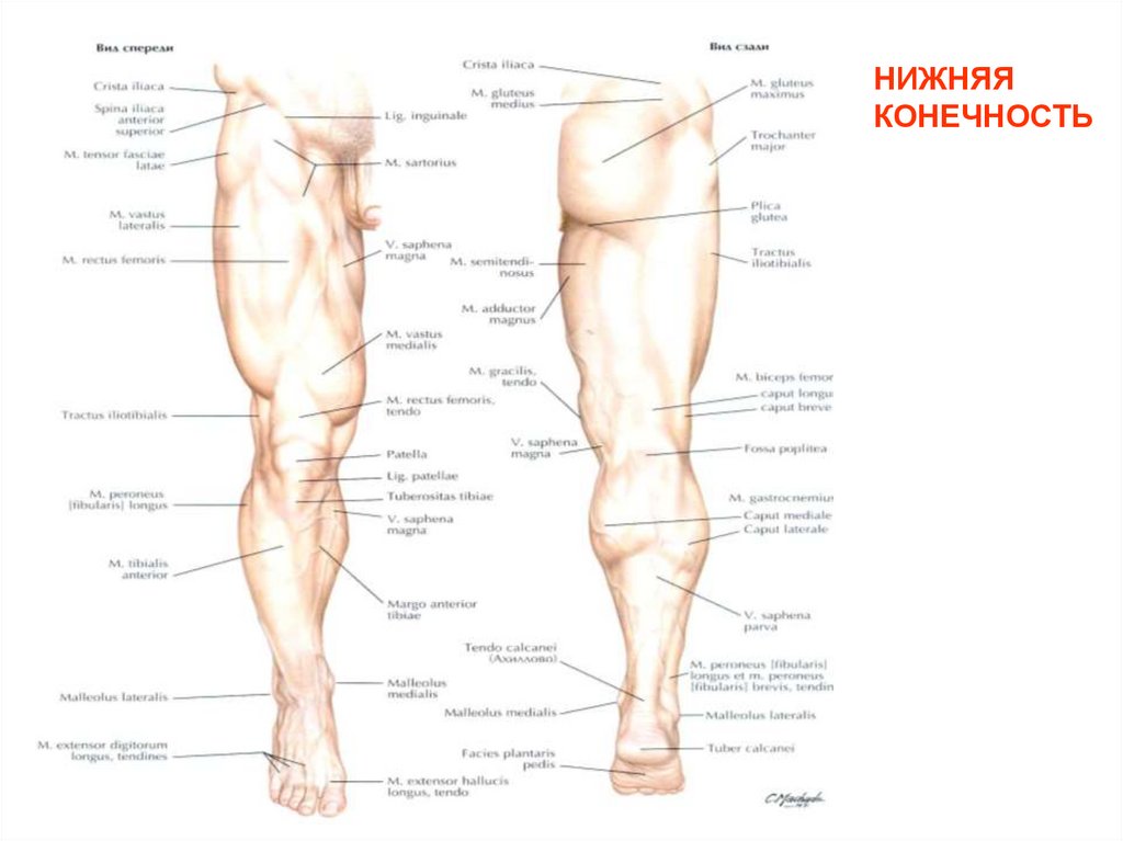 Топографическая анатомия нижней конечности презентация