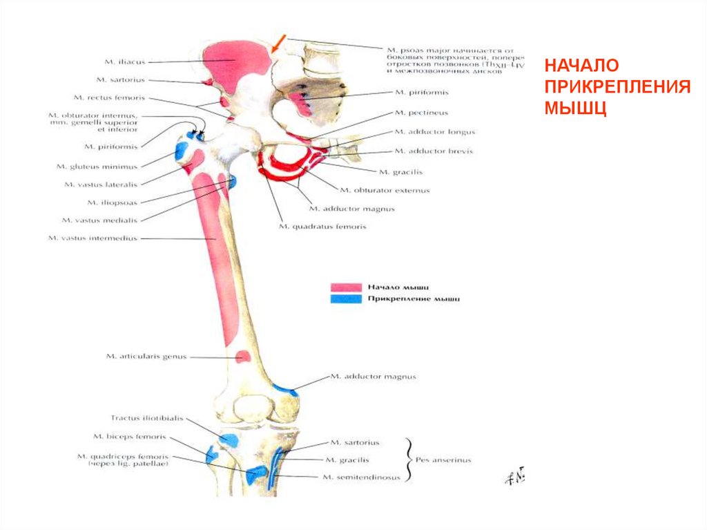 НАЧАЛО ПРИКРЕПЛЕНИЯ МЫШЦ