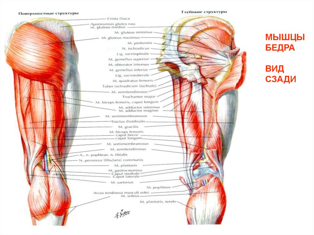 МЫШЦЫ БЕДРА ВИД СЗАДИ
